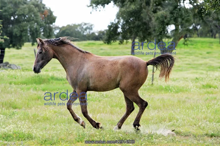 : Arabic Horse - frolicking on meadow : Arabic Horse - frolicking on meadow