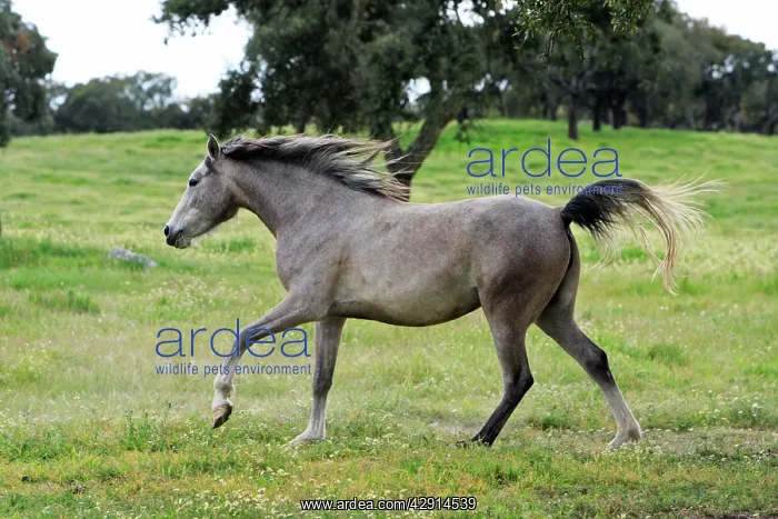 : Arabic Horse - frolicking on meadow : Arabic Horse - frolicking on meadow