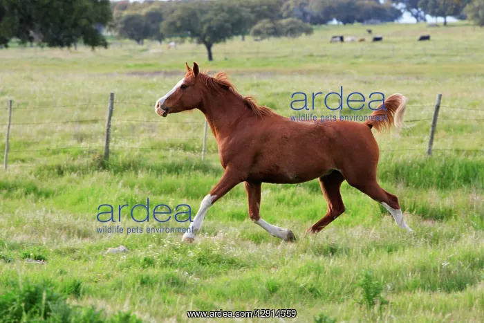  : Arabic Horse - mare trotting on meadow
