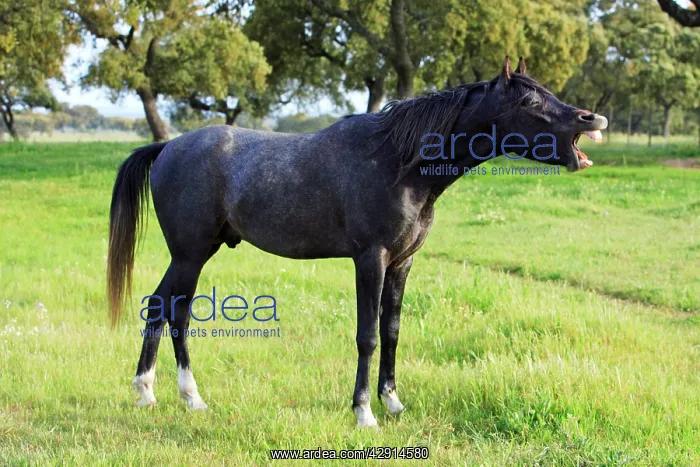 : Arabic Horse - stallion curling lips : Arabic Horse - stallion curling lips