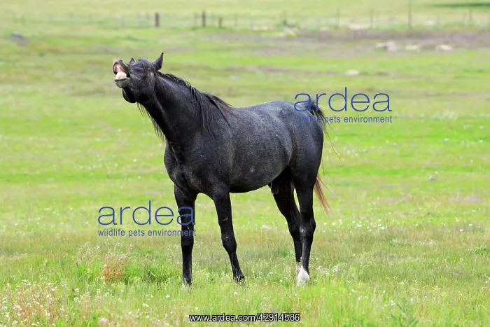 : Arabic Horse - stallion curling lips : Arabic Horse - stallion curling lips