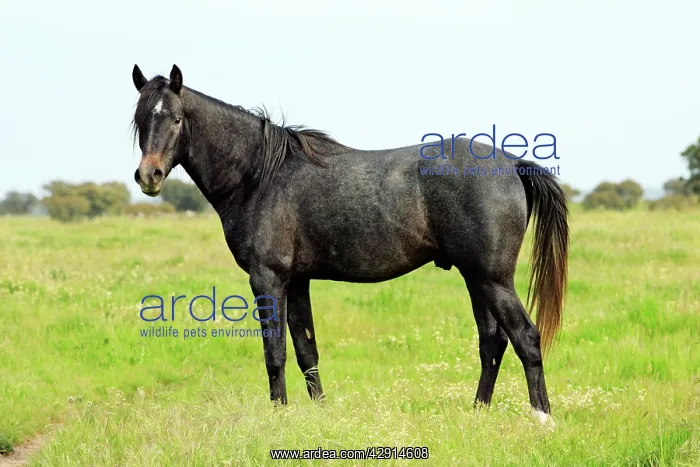 : Arabic Horse - stallion on meadow : Arabic Horse - stallion on meadow