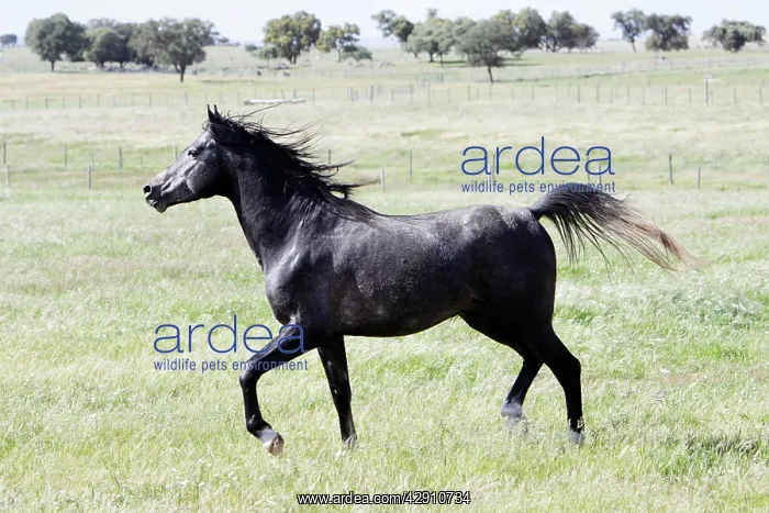 : Arabic Horse - stallion, prancing across a meadow : Arabic Horse - stallion, prancing across a meadow