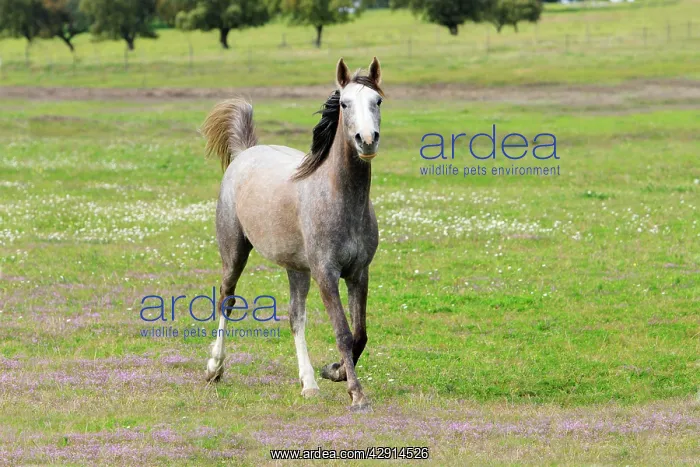: Arabic Horse - trotting on meadow : Arabic Horse - trotting on meadow