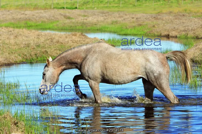 : Arabic Horse - walking through stream : Arabic Horse - walking through stream