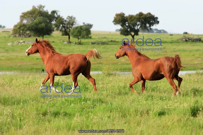 : Arabic Horses - 2 trotting on meadow : Arabic Horses - 2 trotting on meadow