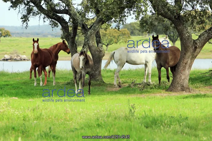 : Arabic Horses - sheltering from heat in shade : Arabic Horses - sheltering from heat in shade