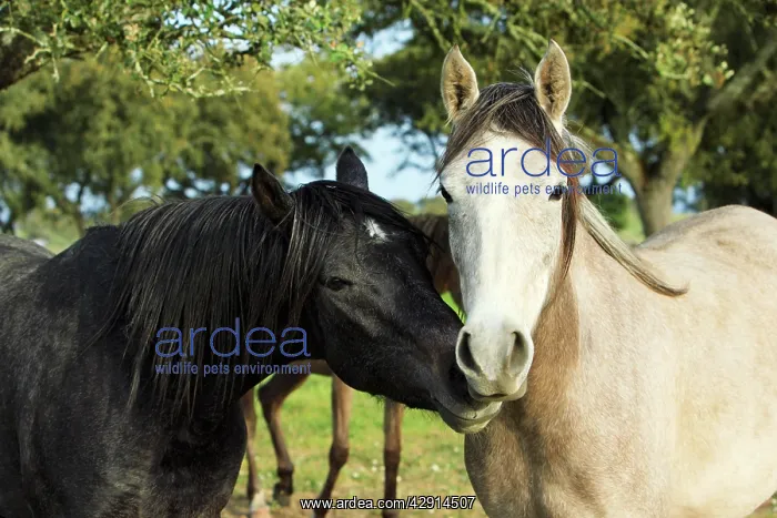 : Arabic Horses - stallion with mare : Arabic Horses - stallion with mare