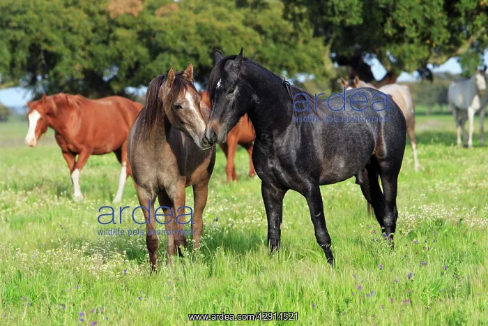 : Arabic Horses - stallion and mare : Arabic Horses - stallion and mare