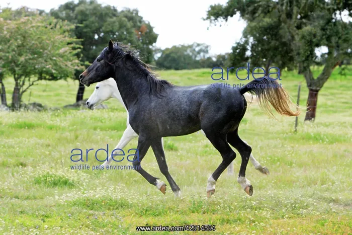 : Arabic Horses - stallion and mare, trotting : Arabic Horses - stallion and mare, trotting