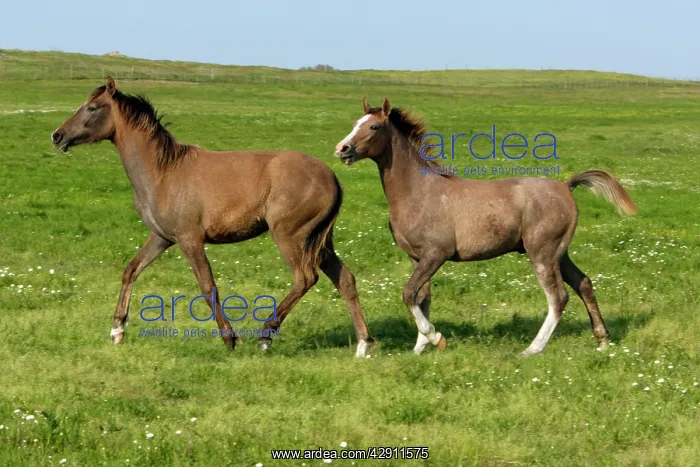 : Arabic Horses - trotting on meadow : Arabic Horses - trotting on meadow