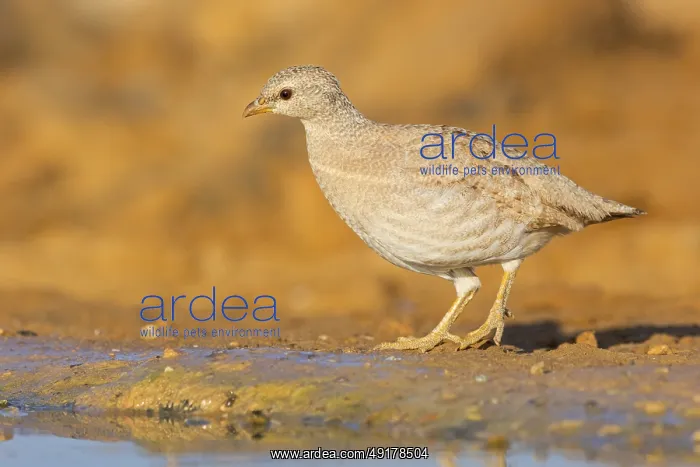 : Arabisches Wustenhuhn, Sand Partridge : Arabisches Wustenhuhn, Sand Partridge