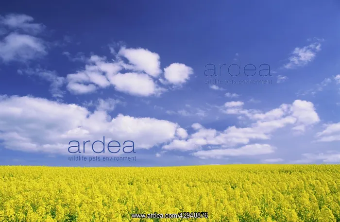 : Arable farming - field of yellow oil-seed rape : Arable farming - field of yellow oil-seed rape
