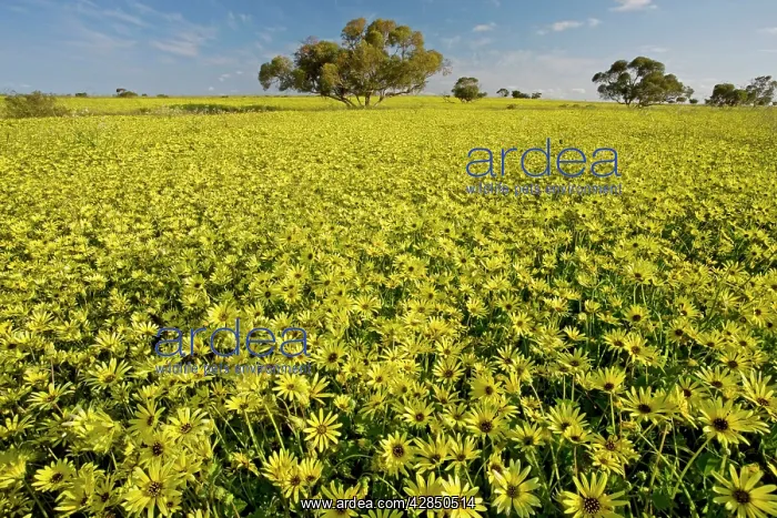 : Arable field dominated by a non-native yellow daisy : Arable field dominated by a non-native yellow daisy