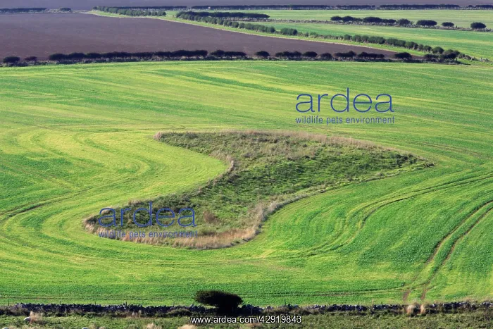 : Arable Fields - hedges and fallow land beside North : Arable Fields - hedges and fallow land beside North