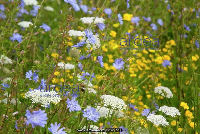 : Arable Flowers - Summer : Arable Flowers - Summer
