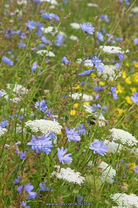 : Arable Flowers - Summer : Arable Flowers - Summer