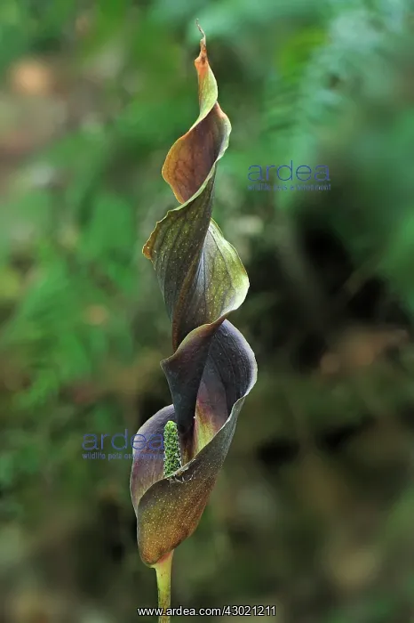 : Araceae Flowering Plant : Araceae Flowering Plant