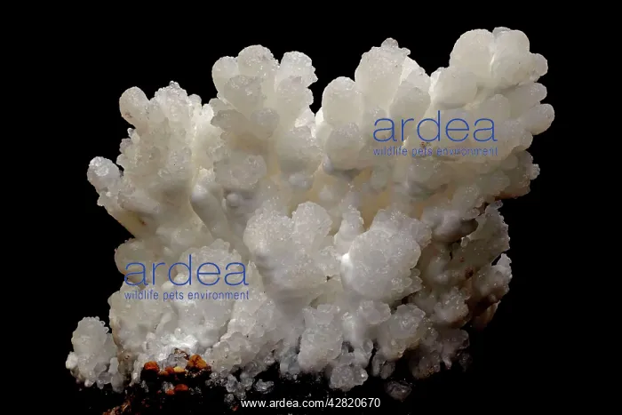 : Aragonite - Ca CO3 - Calcium carbonate : Aragonite - Ca CO3 - Calcium carbonate