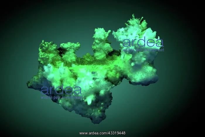 : Aragonite Under UV Light (2 of 2) : Aragonite Under UV Light (2 of 2)