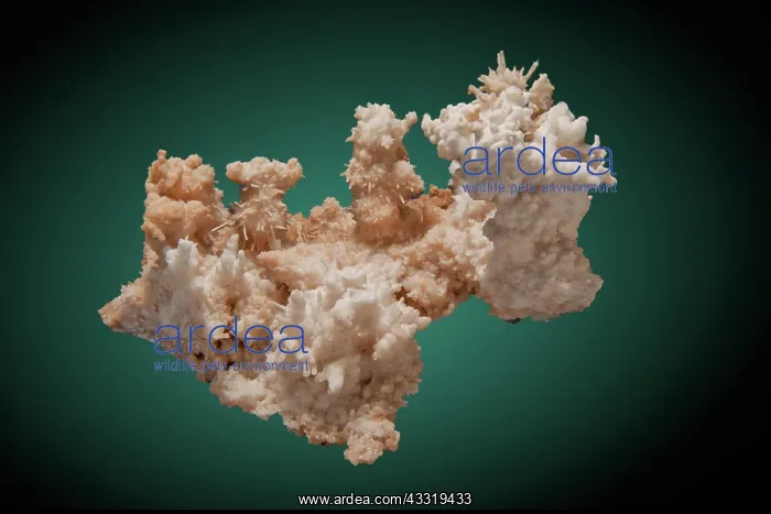 : Aragonite Under White Light (1 of 2) : Aragonite Under White Light (1 of 2)