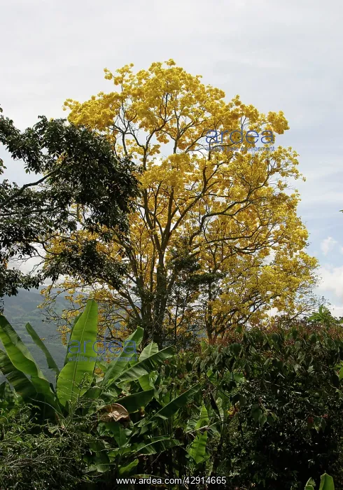 : Araguaney - national tree of Venezuela : Araguaney - national tree of Venezuela