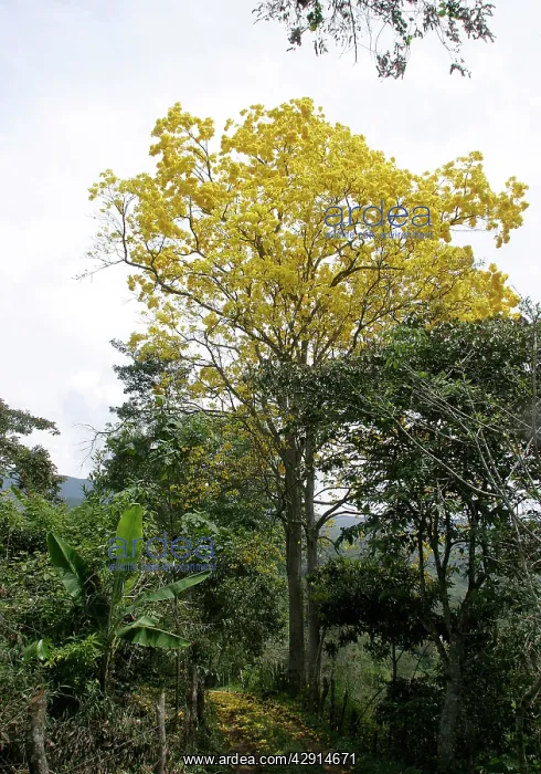 : Araguaney - national tree of Venezuela : Araguaney - national tree of Venezuela