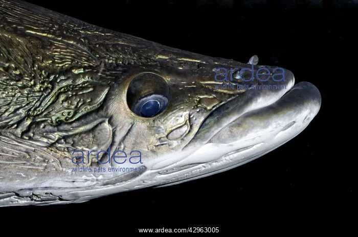 : Arapaima, one of the largest freshwater fishes : Arapaima, one of the largest freshwater fishes