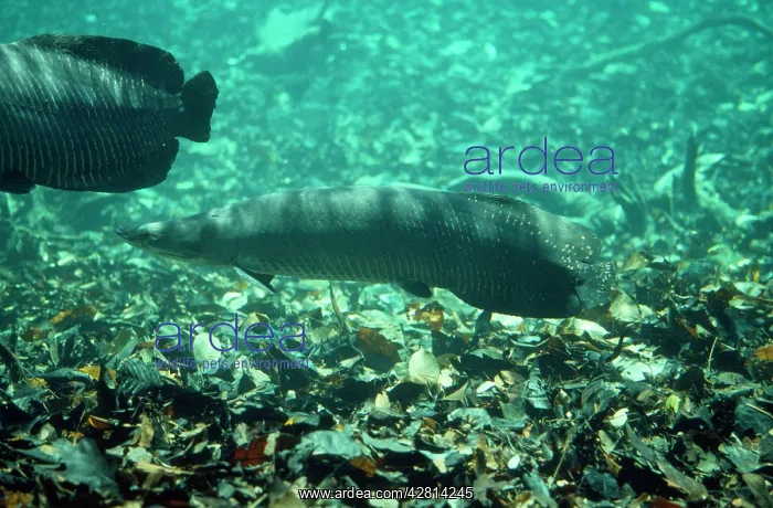 : Arapaima / Pirarucu Fish : Arapaima / Pirarucu Fish