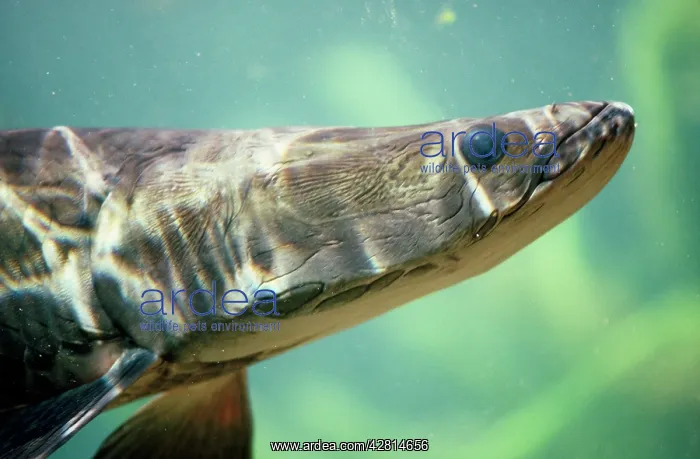 : Arapaima / Pirarucu Fish : Arapaima / Pirarucu Fish