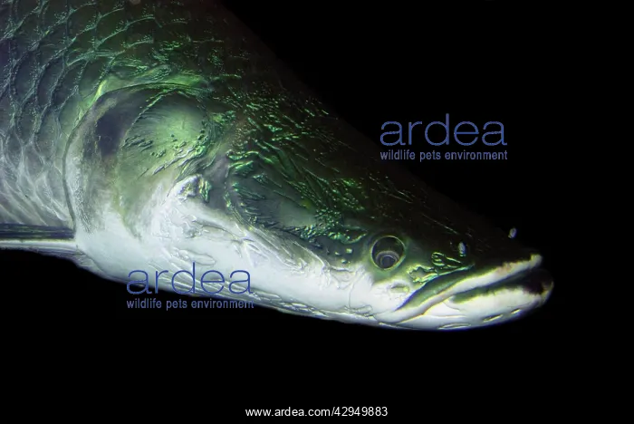 : Arapaima - world's largest freshwater fish. Arapaima : Arapaima - world's largest freshwater fish. Arapaima