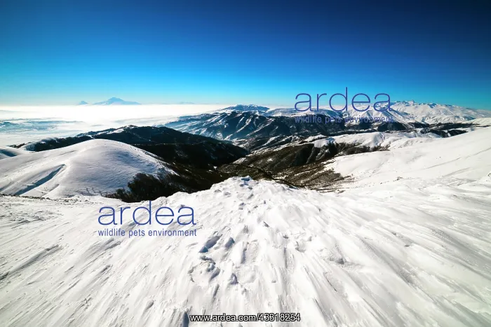 : Ararat view from Tzakhkadzor ski resort in Winter : Ararat view from Tzakhkadzor ski resort in Winter