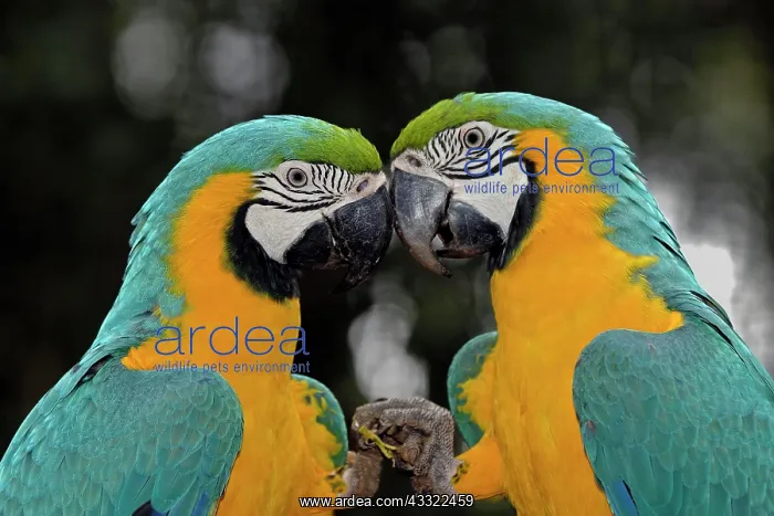 : Ararauna (Ara ararauna), pair, Pantanal, Brazil : Ararauna (Ara ararauna), pair, Pantanal, Brazil