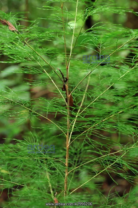 : Arau - beef wood-tree : Arau - beef wood-tree