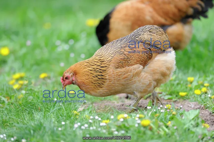 : Araucana hen fawn eating in the grass - France : Araucana hen fawn eating in the grass - France
