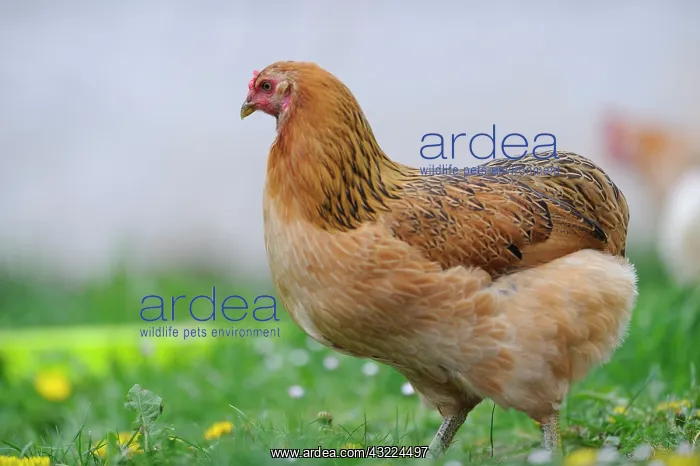 : Araucana hen fawn in the grass - France : Araucana hen fawn in the grass - France