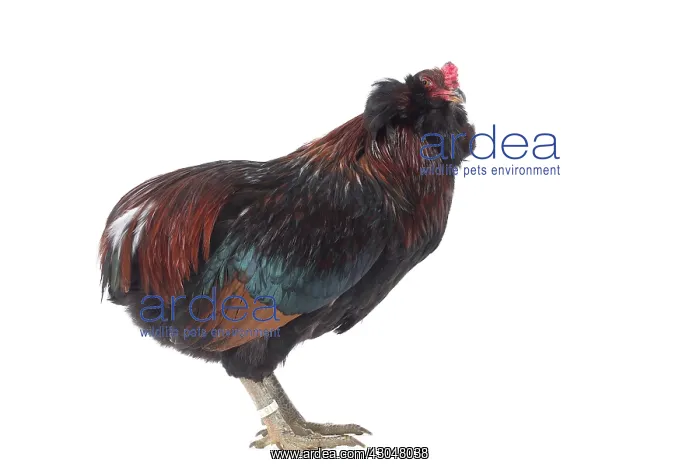  : Araucana Wild Golden Chicken Cockerel  /  Rooster