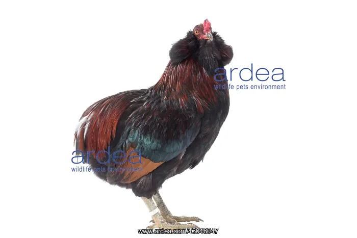  : Araucana Wild Golden Chicken Cockerel  /  Rooster