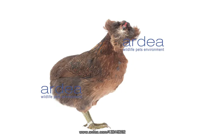  : Araucana Wild Golden Chicken hen