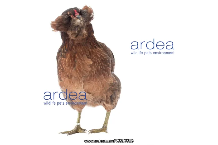 : Araucana Wild Golden Chicken hen
