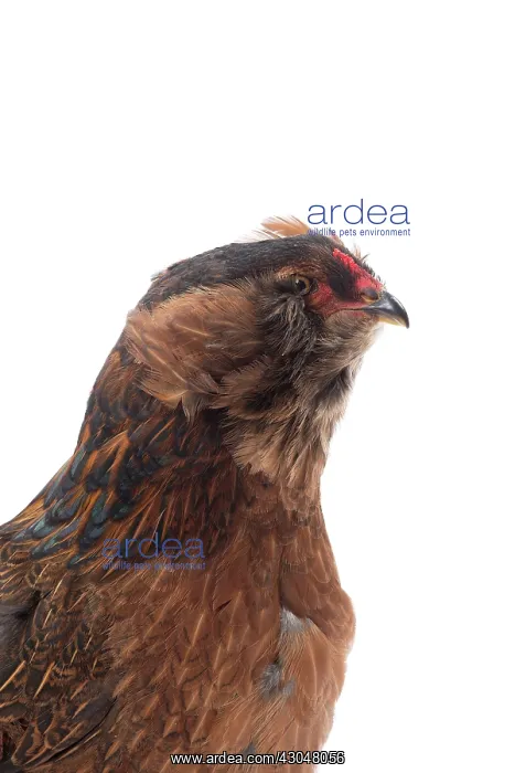  : Araucana Wild Golden Chicken hen portrait