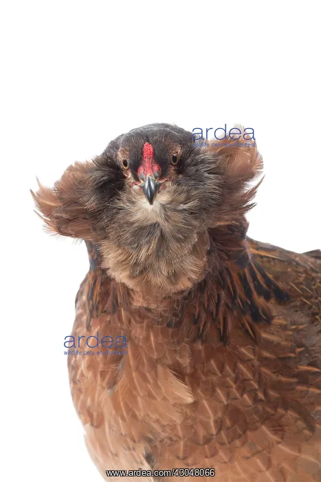  : Araucana Wild Golden Chicken hen portrait