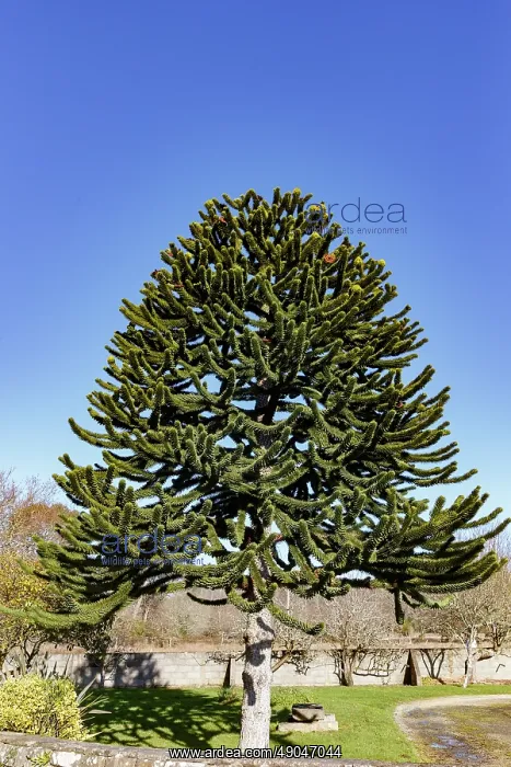 : Araucaria flower : Araucaria flower