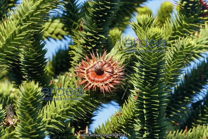  : Araucaria flower