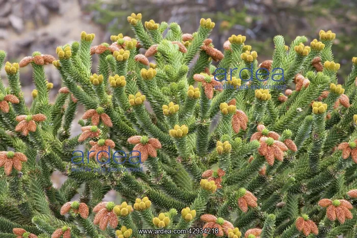  : Araucaria  /  Monkey Puzzle  /  Chile Pine - Male tree