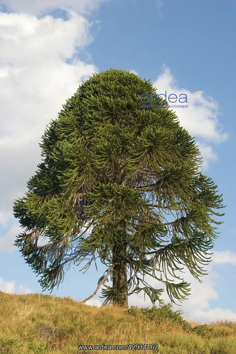 : Araucaria / Monkey Puzzle / Chile Pine Tree : Araucaria / Monkey Puzzle / Chile Pine Tree