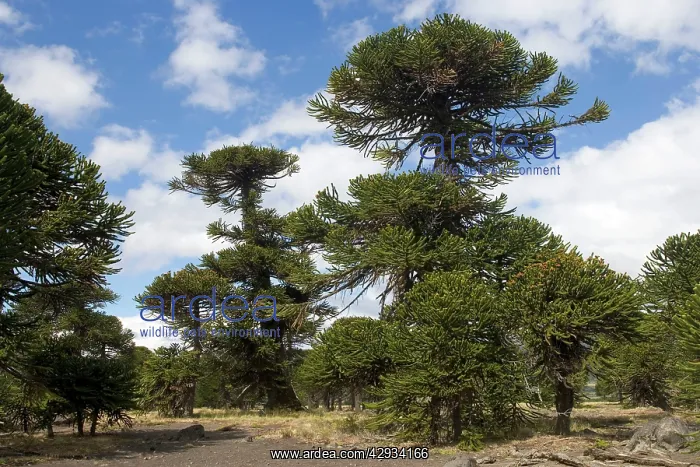 : Araucaria / Monkey Puzzle / Chile Pine Tree : Araucaria / Monkey Puzzle / Chile Pine Tree