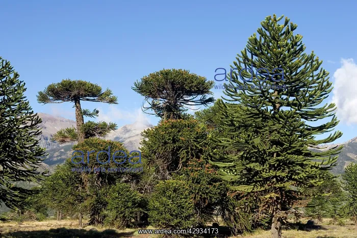 : Araucaria / Monkey Puzzle / Chile Pine Tree : Araucaria / Monkey Puzzle / Chile Pine Tree