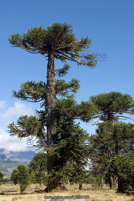  : Araucaria  /  Monkey Puzzle  /  Chile Pine Tree