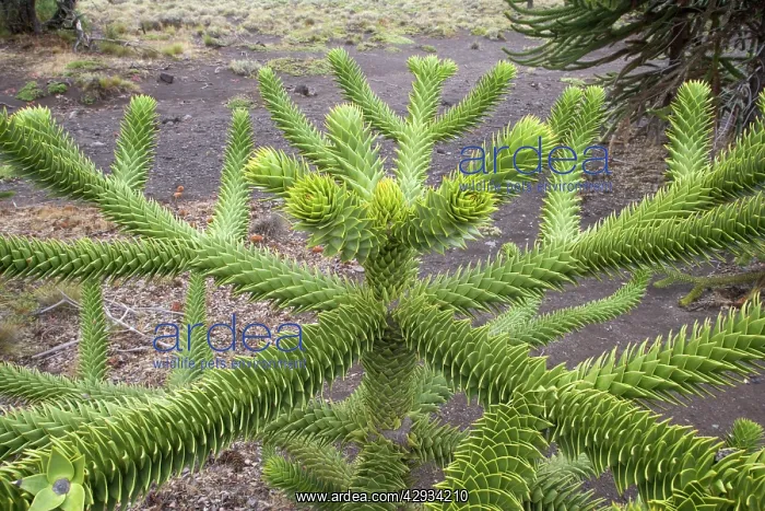 : Araucaria / Monkey Puzzle / Chile Pine Tree - Close-up : Araucaria / Monkey Puzzle / Chile Pine Tree - Close-up
